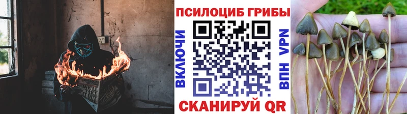 нарко площадка Telegram  Болхов  Псилоцибиновые грибы прущие грибы  МЕГА как войти 